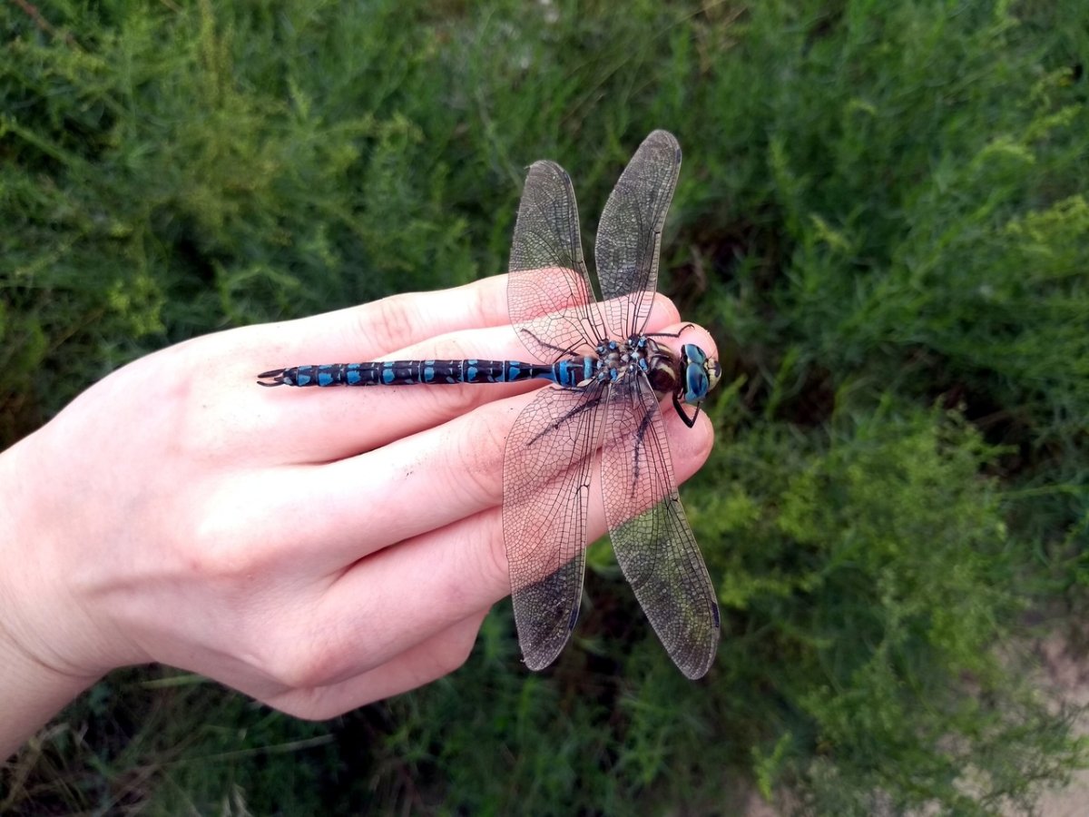 Стрекоза Дозорщик‑императо