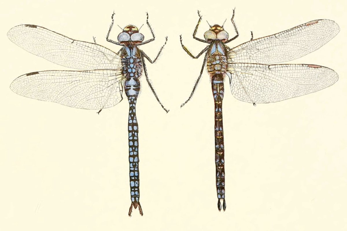 Aeshna caerulea