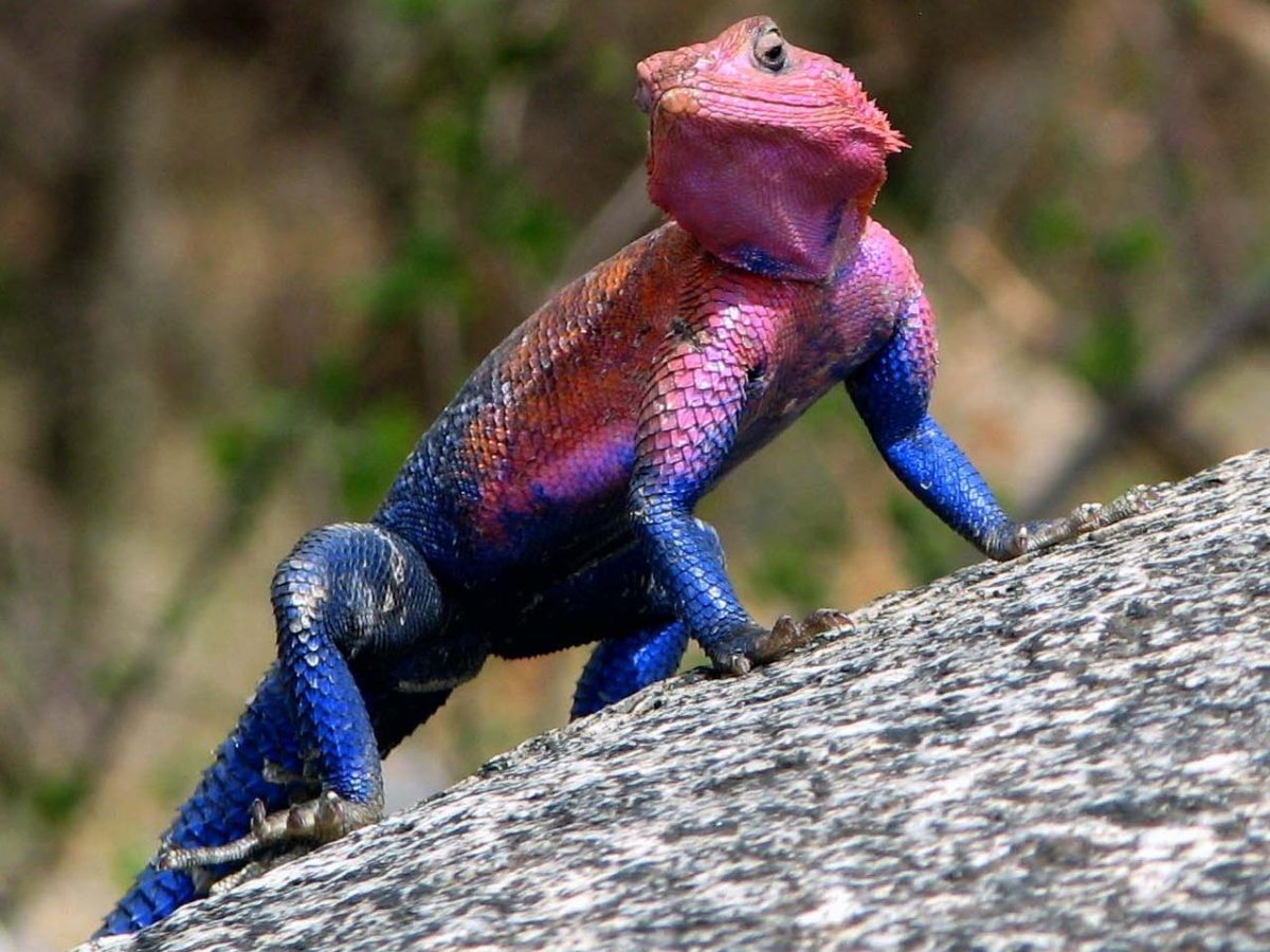 Агама Мванза ящерица-Спайдермен