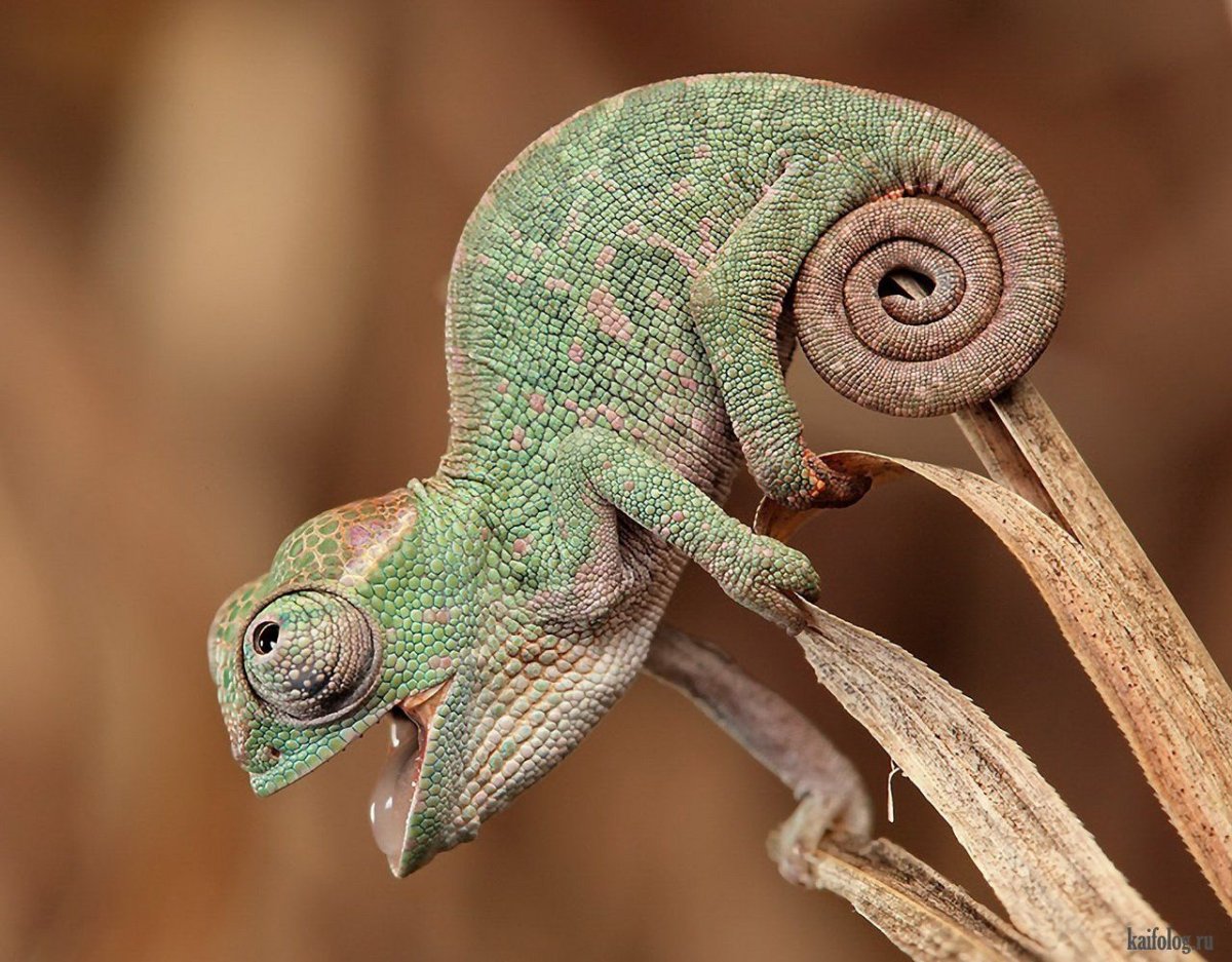Короткорогий хамелеон