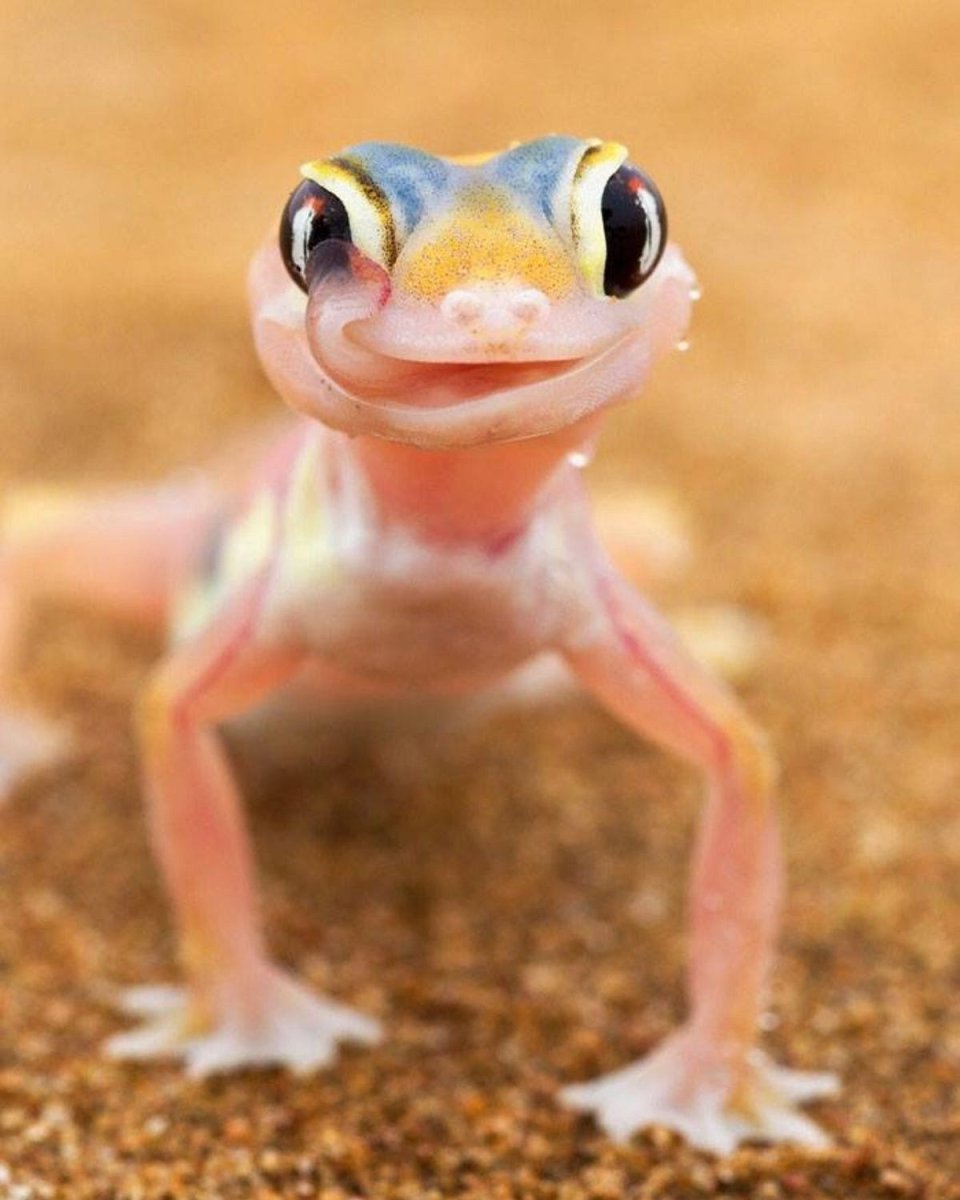 Бразильский карликовый геккон