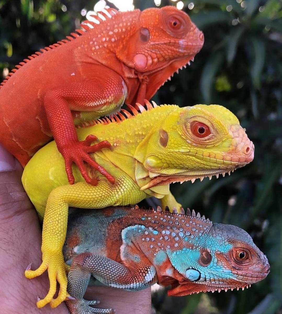 Красная игуана