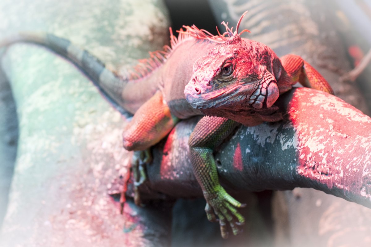 Игуана красная (Iguana Iguana)