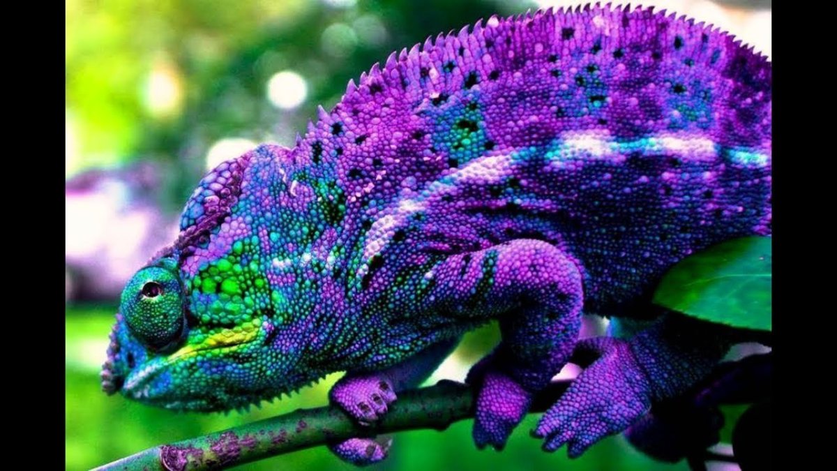 Пантеровый хамелеон