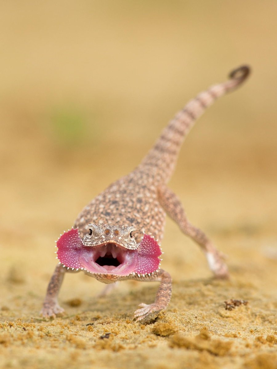 Круглоголовка вертихвостка