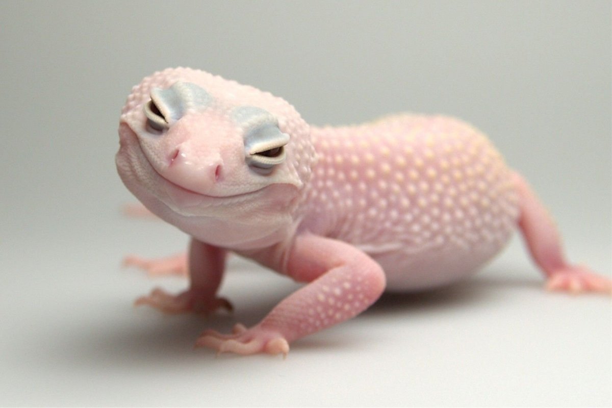 Геккон эублефар розовый