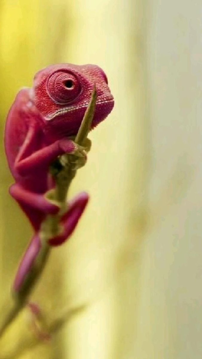 Розовая ящерица