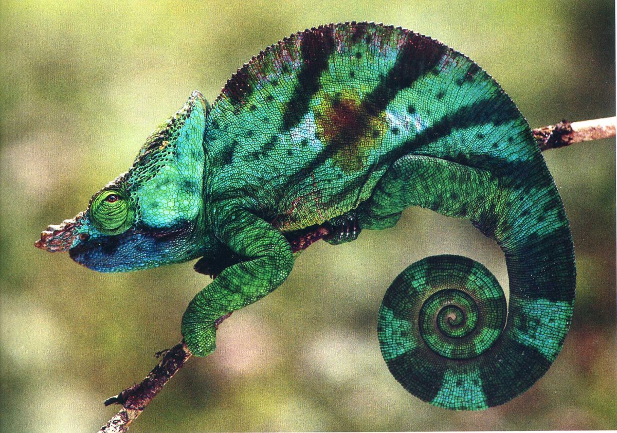 Мадагаскарский короткорогий хамелеон