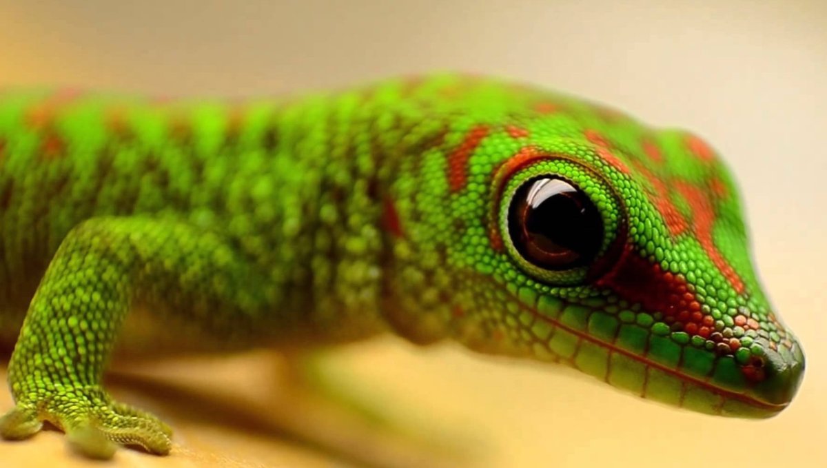 Фельзума Мадагаскарская