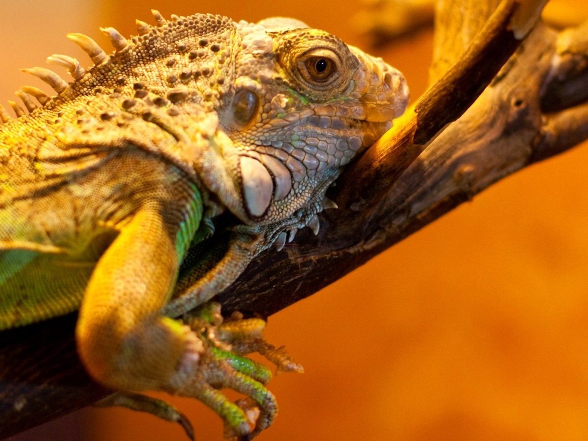 Игуана агама обыкновенная