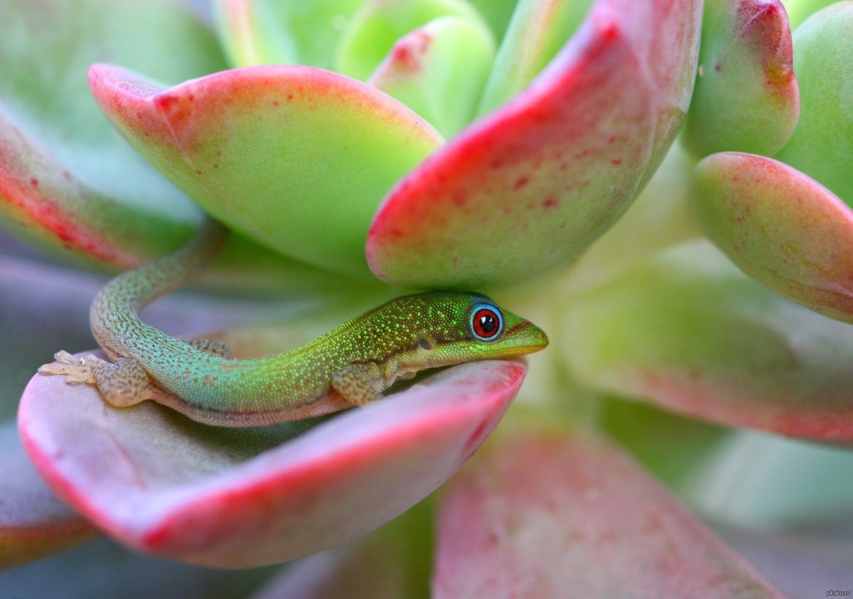 Коморский дневной геккон