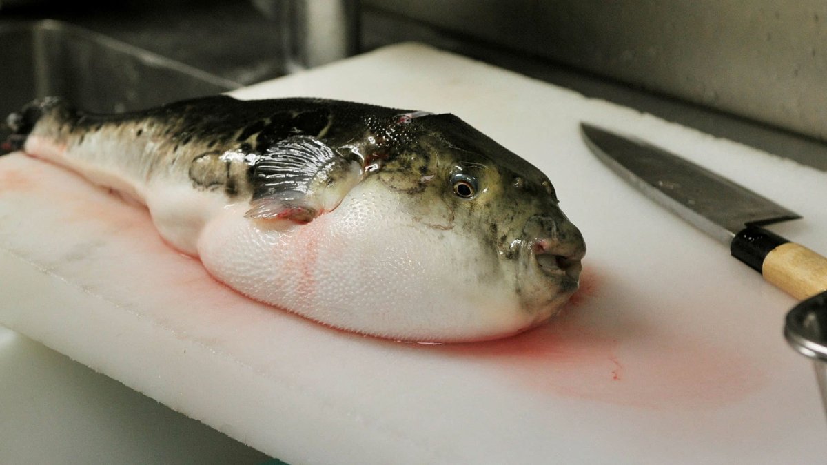 Самая ядовитая рыба в мире фугу