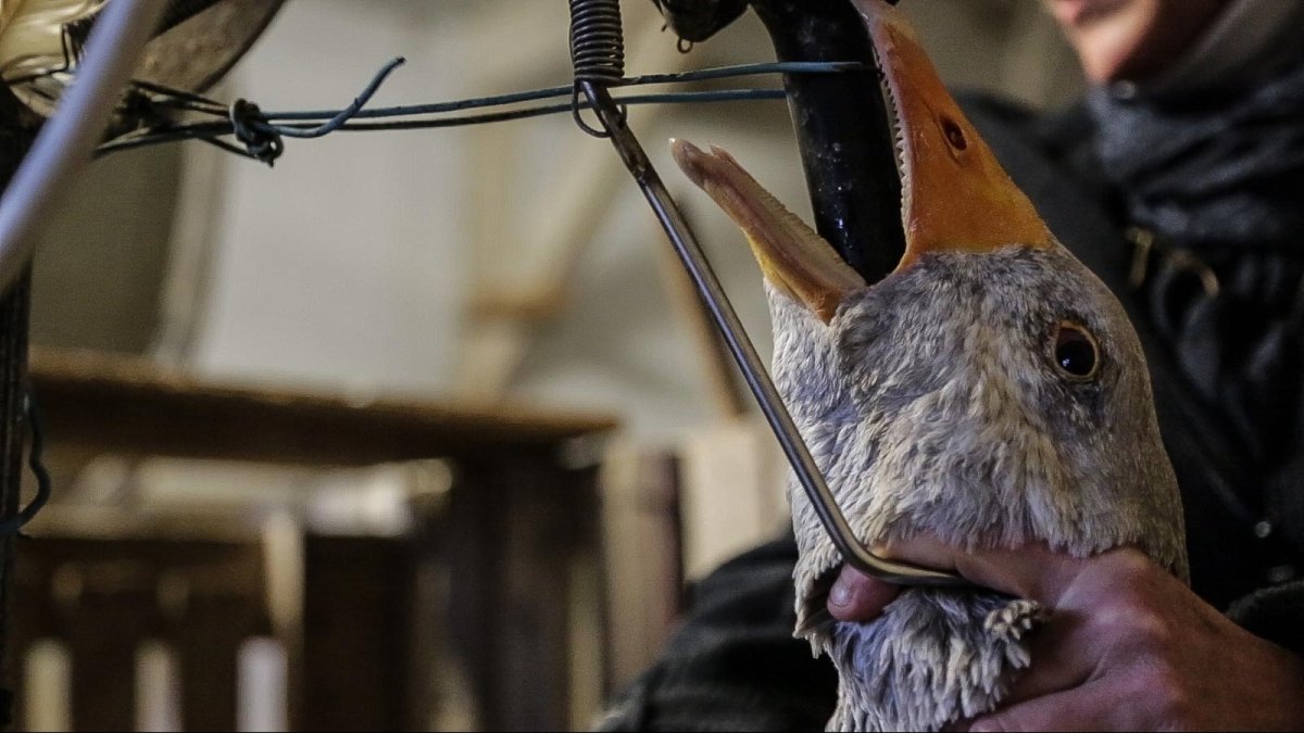 Французская кухня фуагра