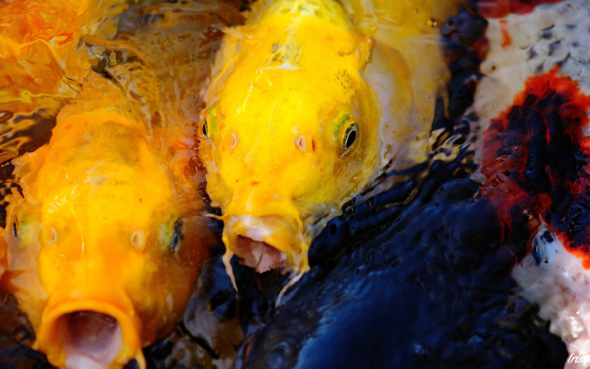 Кибербульбульбулинг Мем с рыбой