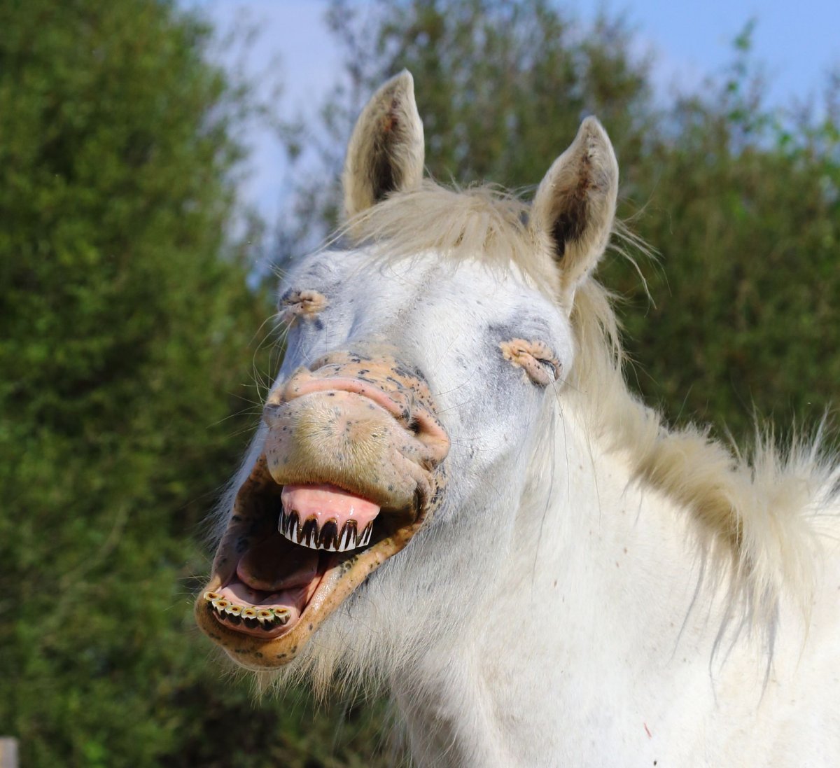 Сивая кобыла