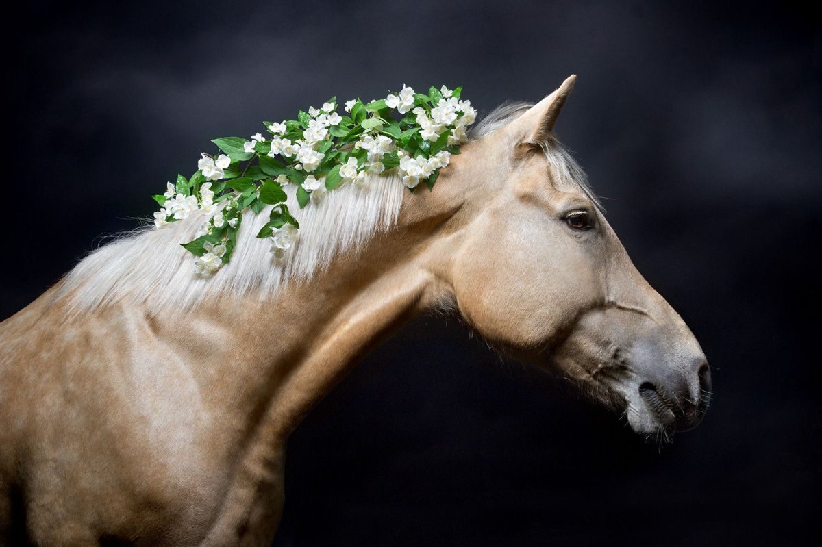 Светлана Петрова фотограф лошади