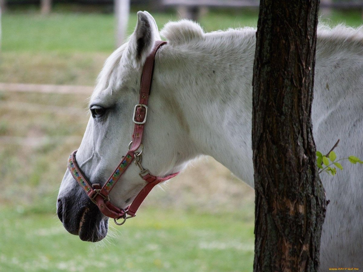 Голова лошади