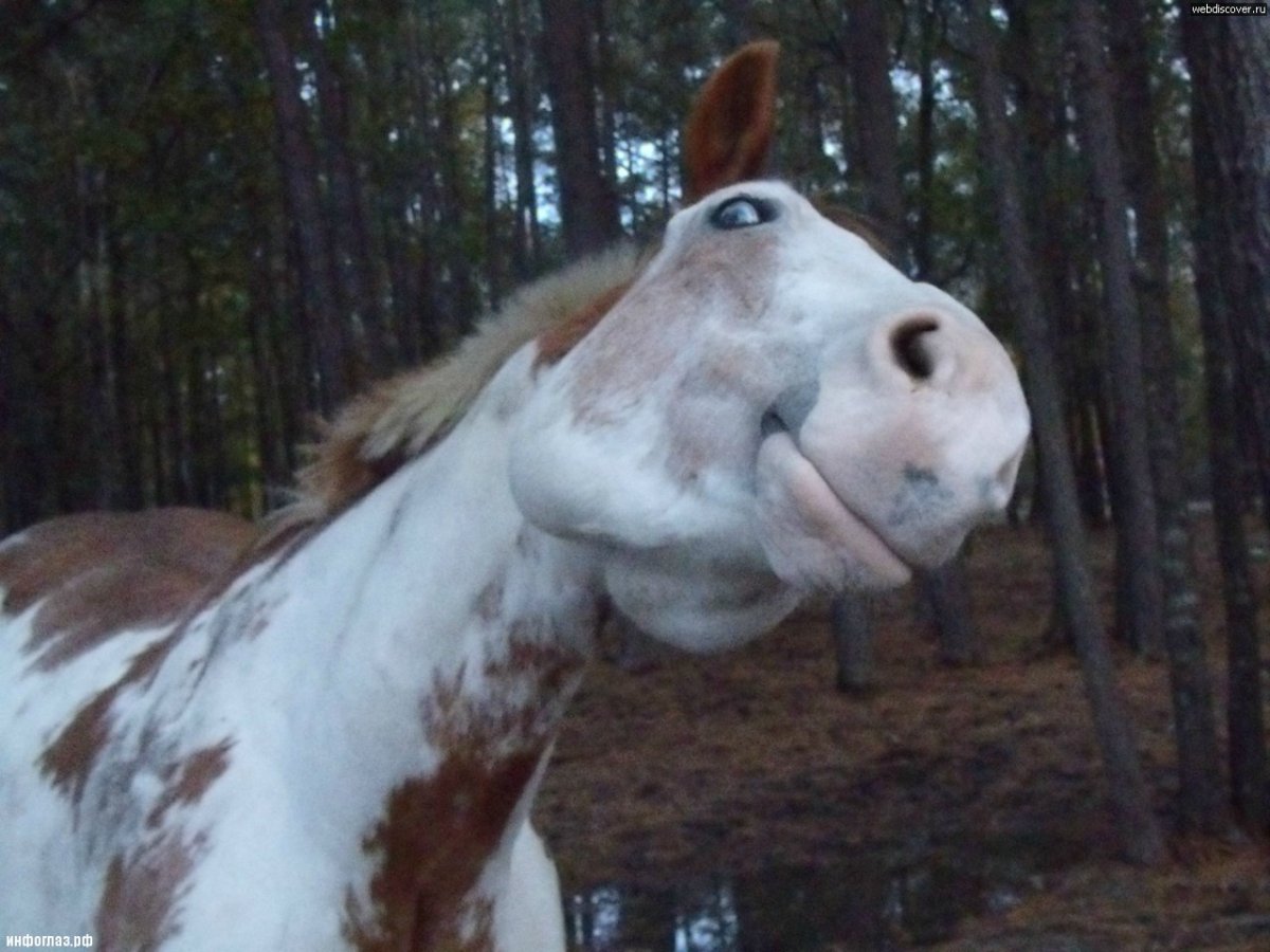 Лошадка ржака