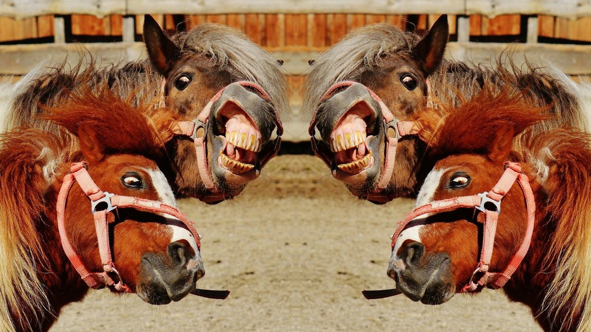 Забавные лошадки