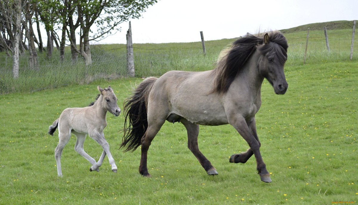 Лошадь юмор