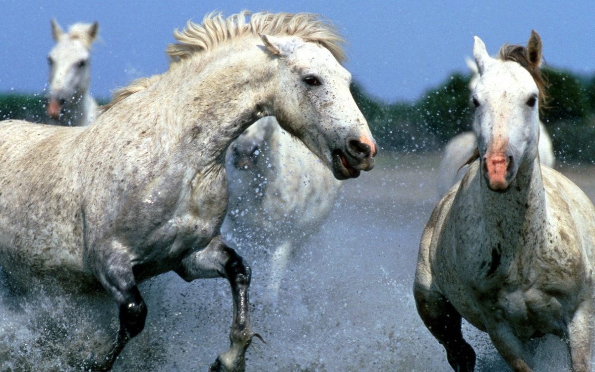 Шутки про коней