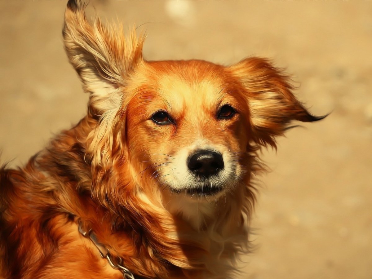 Рыжая собака порода