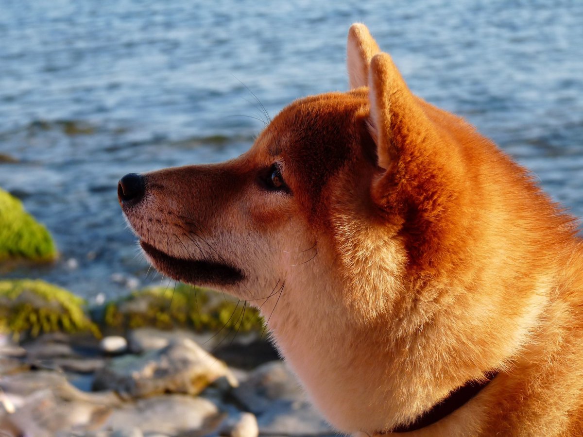 Акита-ину и сиба-ину