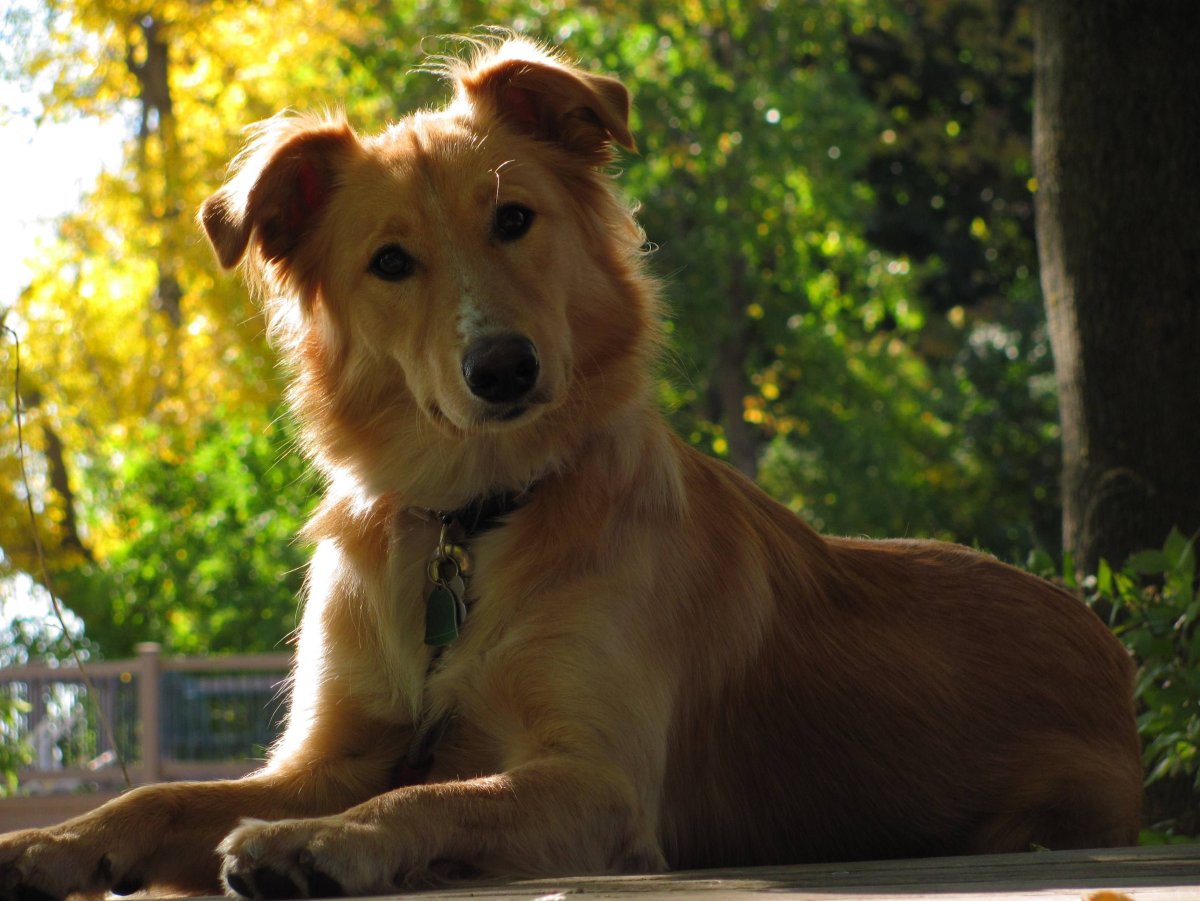 Колли ретривер