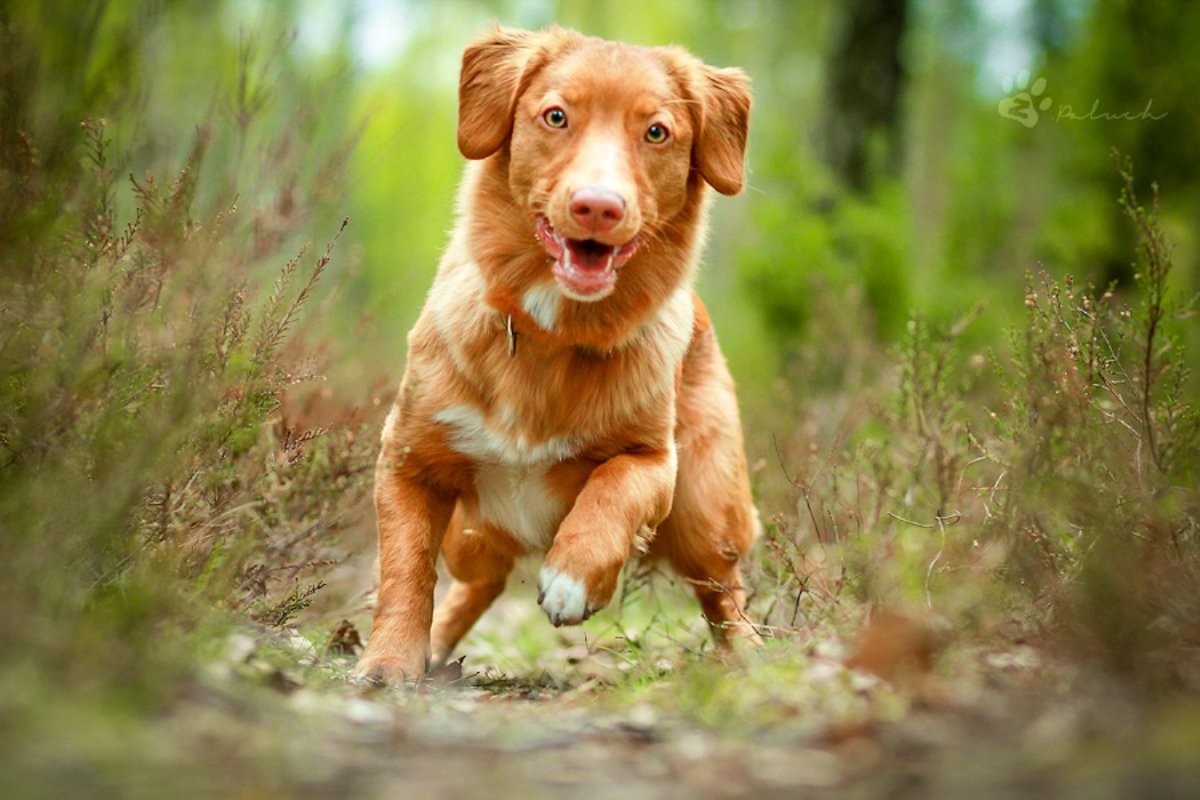 Красивые собаки