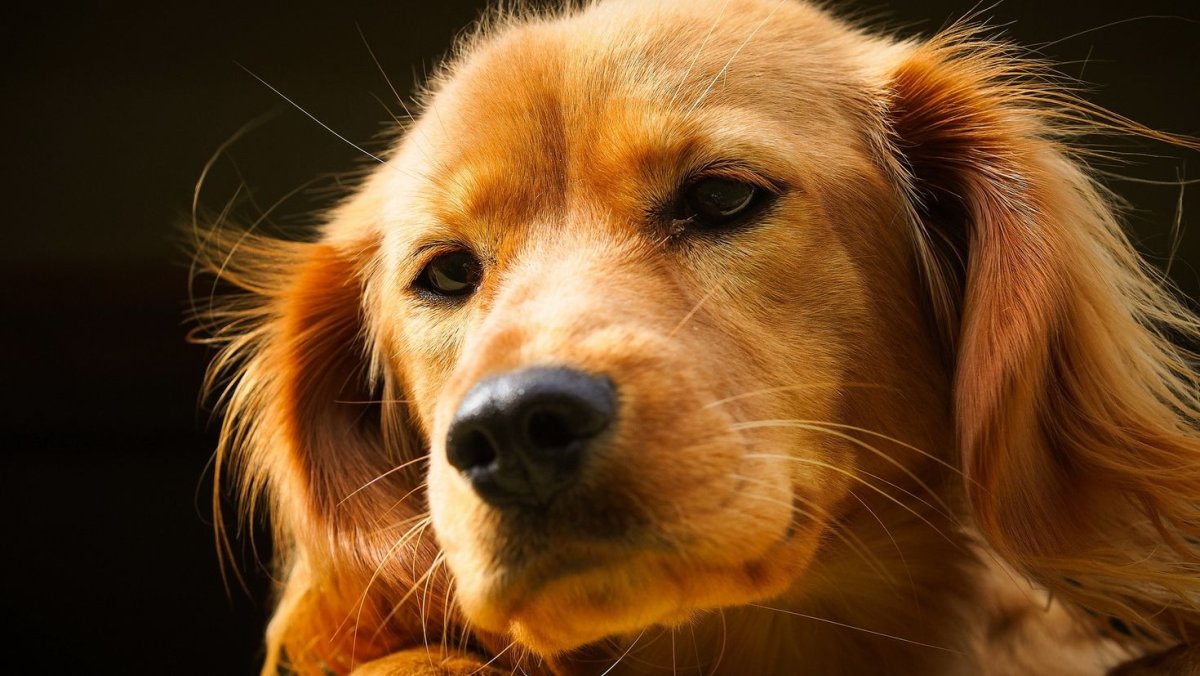 Модная рыжая собака