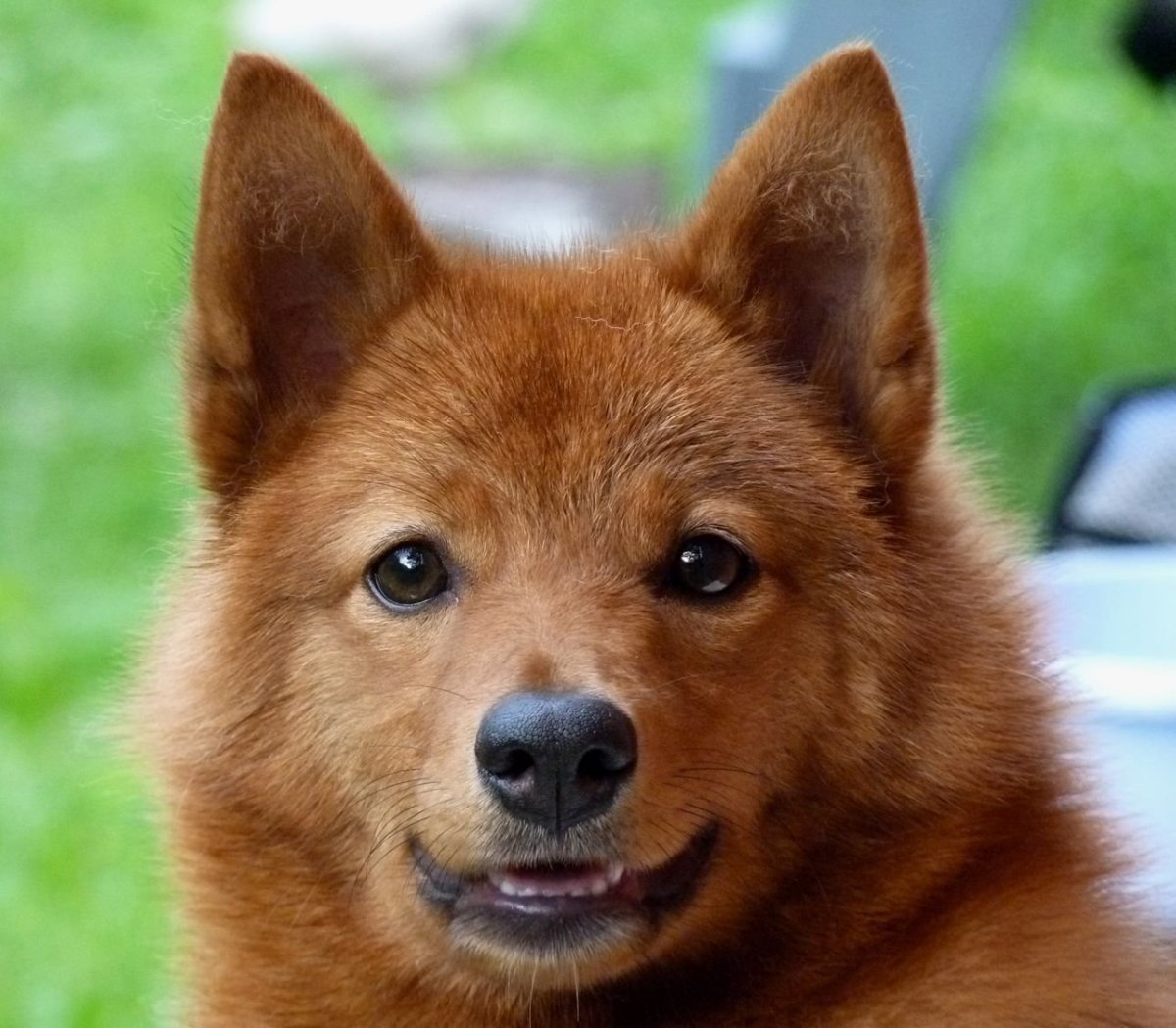 Карело-финская лайка