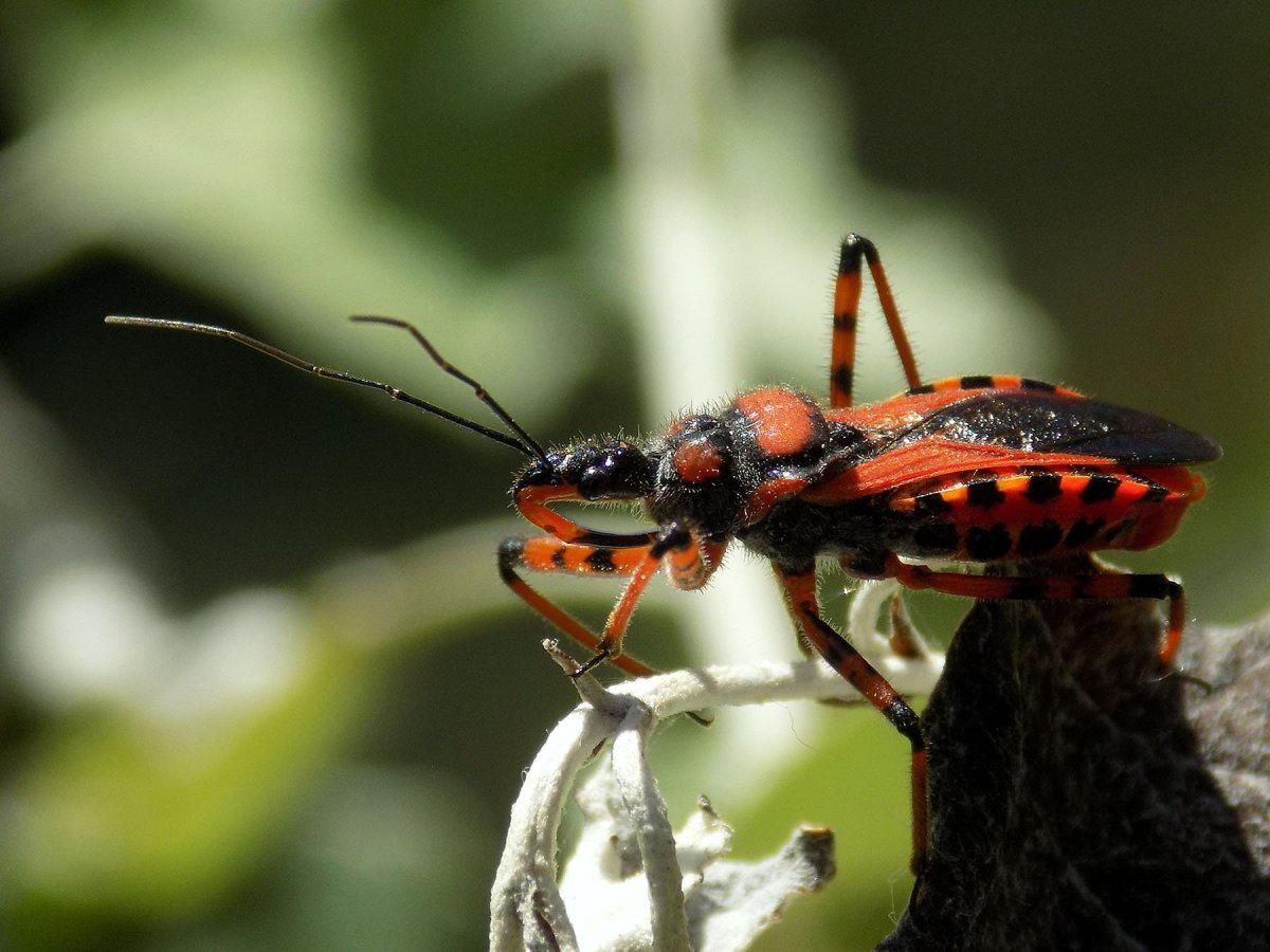 Дровосек-Титан строение