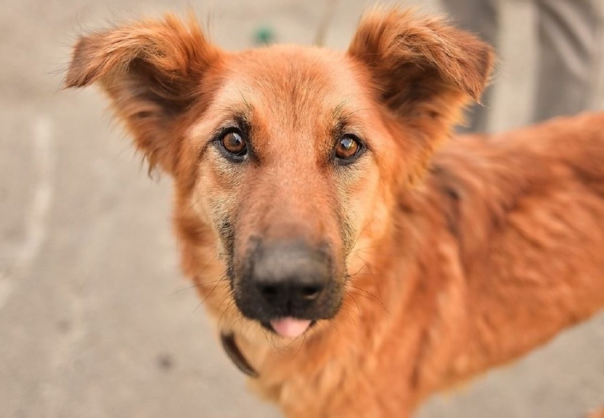 Рыжий Бездомный пес