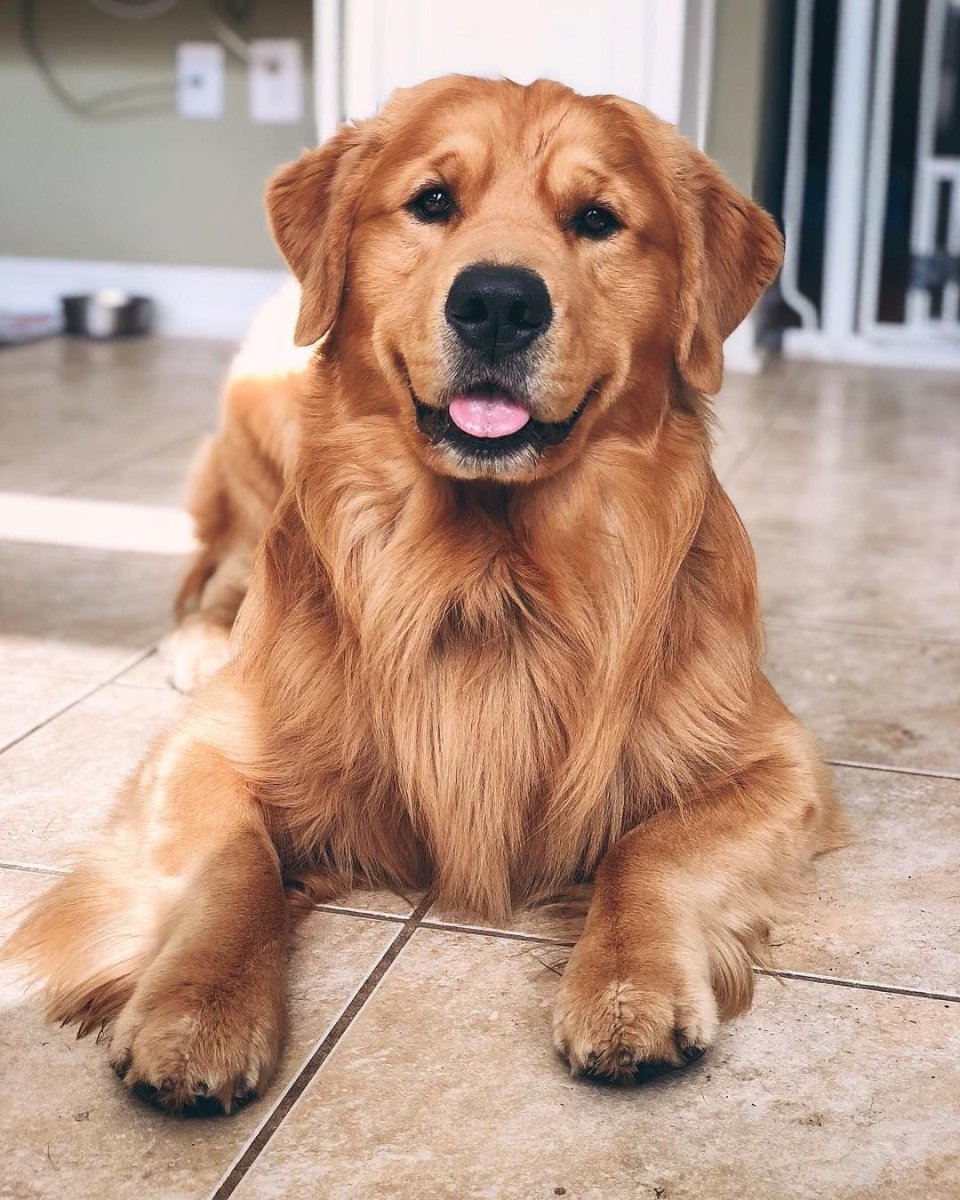 Канадский золотистый ретривер