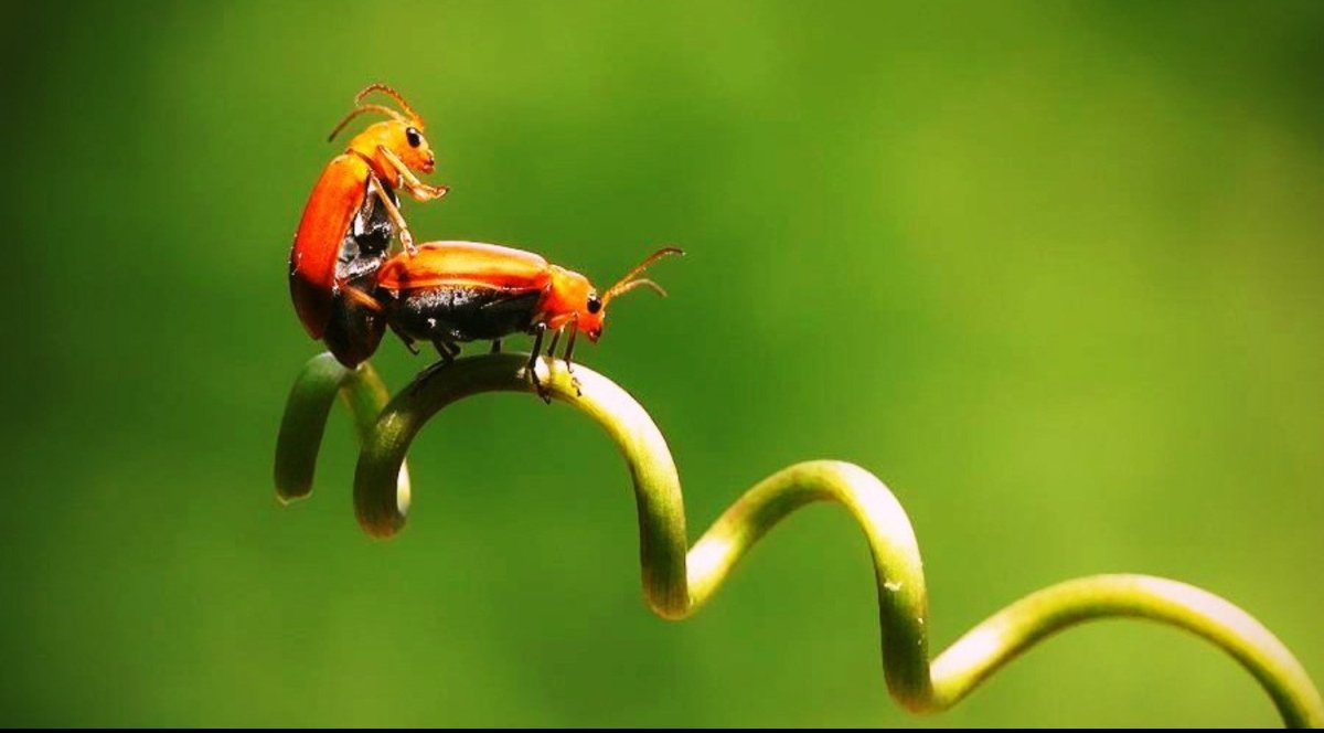 Клоп хищнец кольчатый