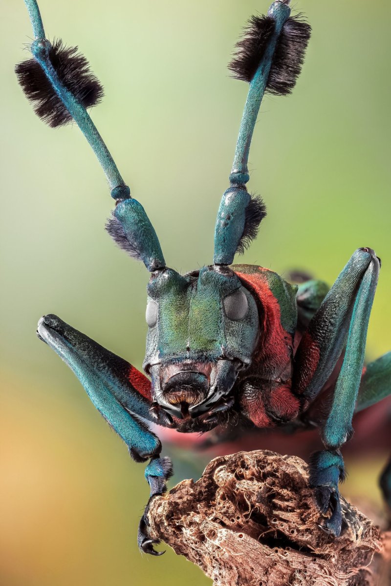 Жук носорог Геркулес