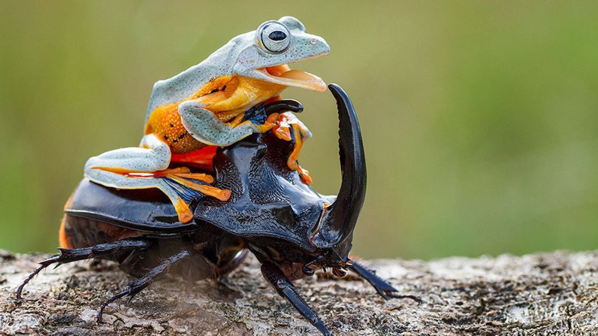 Жук Часовщик