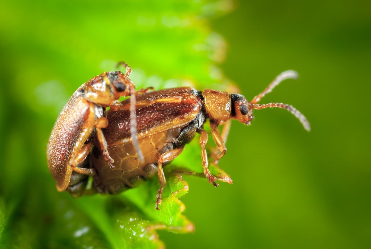 Майские жуки спариваются