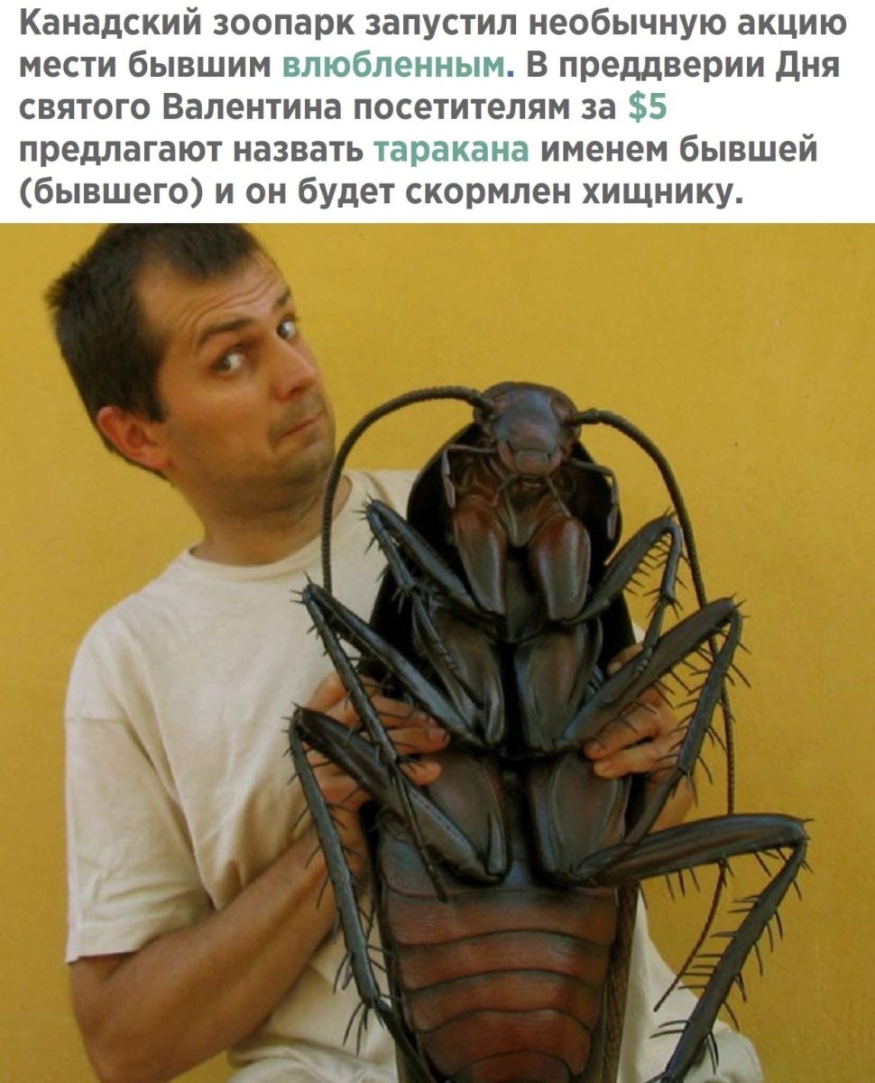 Жук бронзовка Голиаф