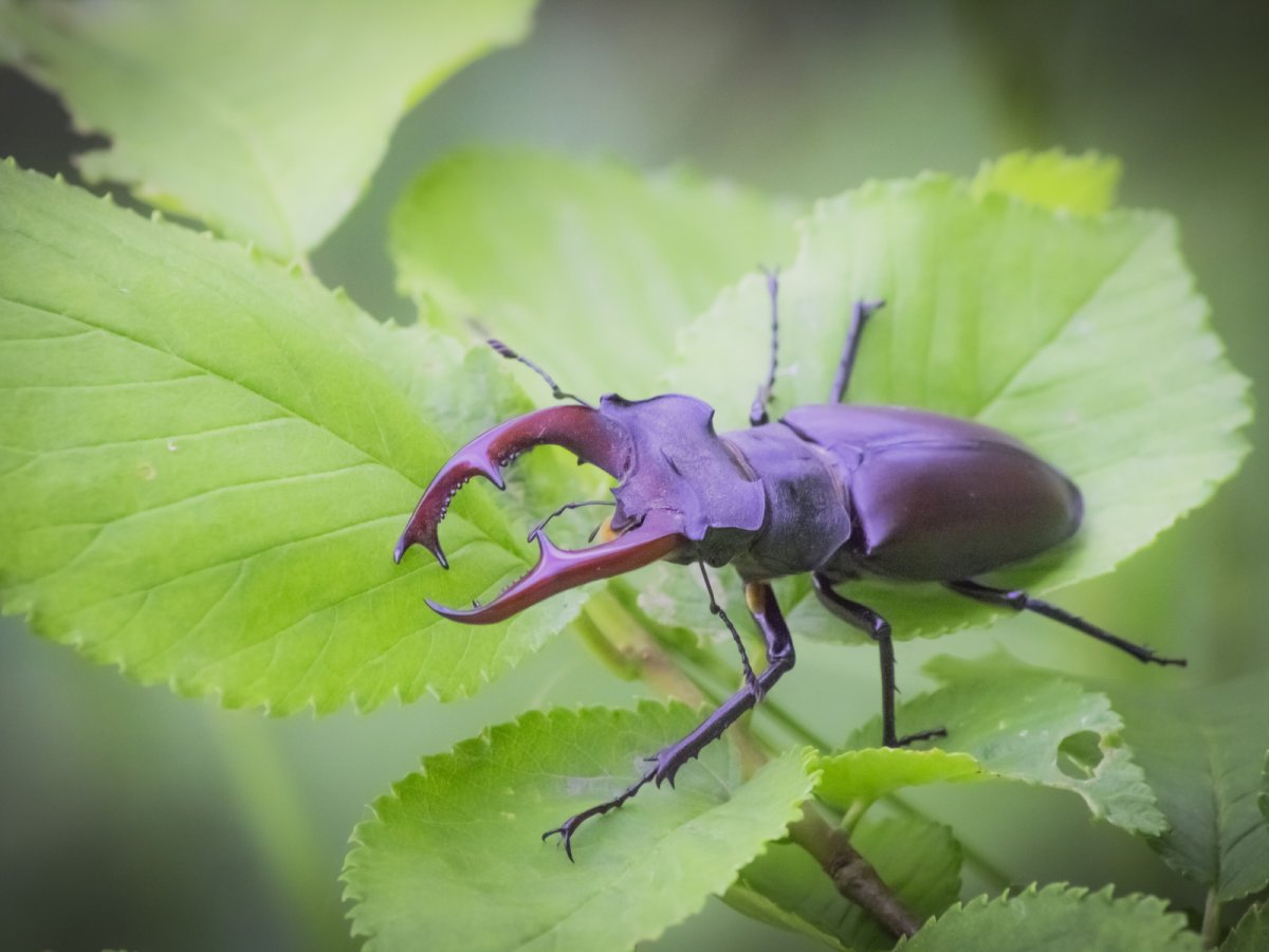 Дровосек Титан