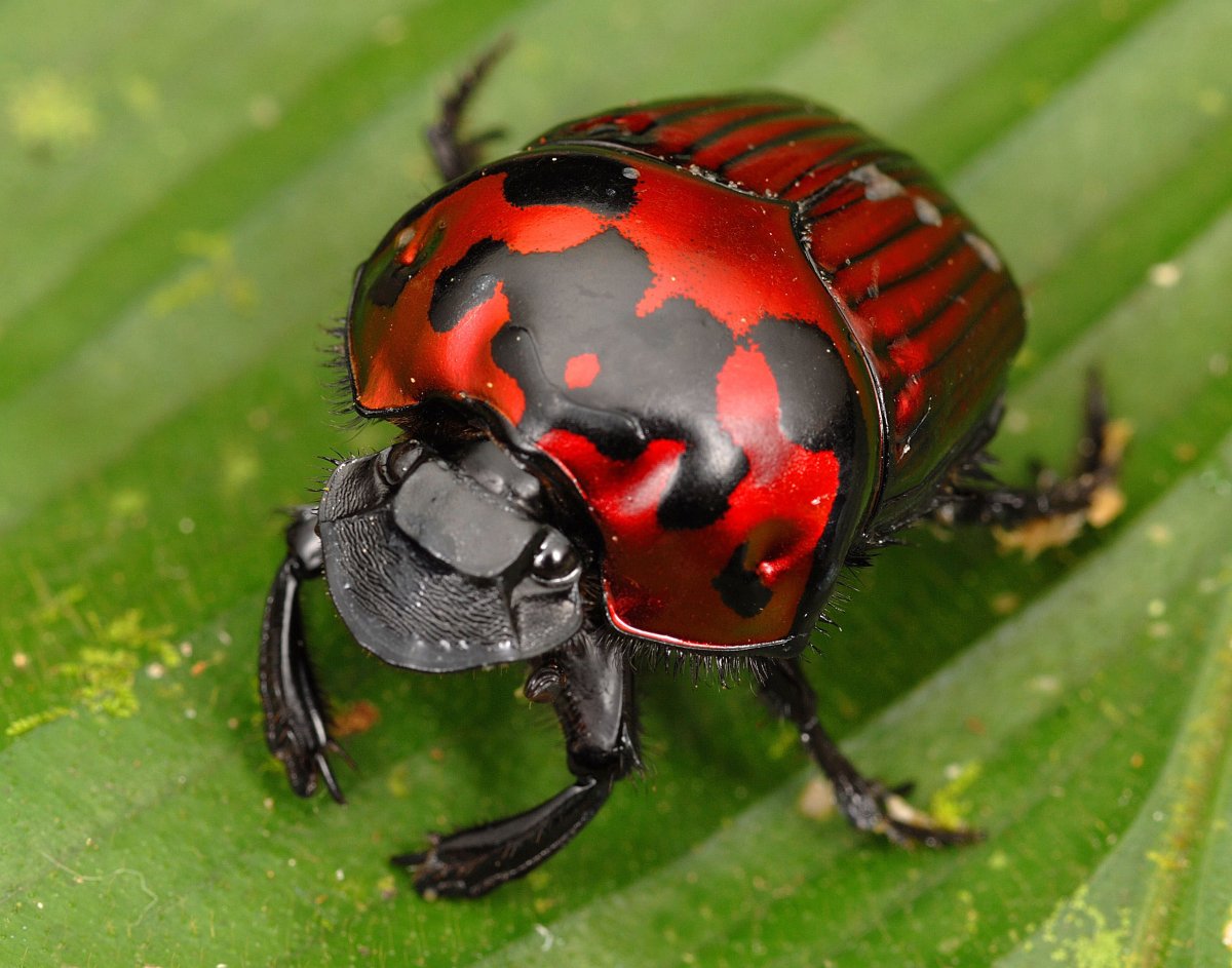 Козявочник Жук