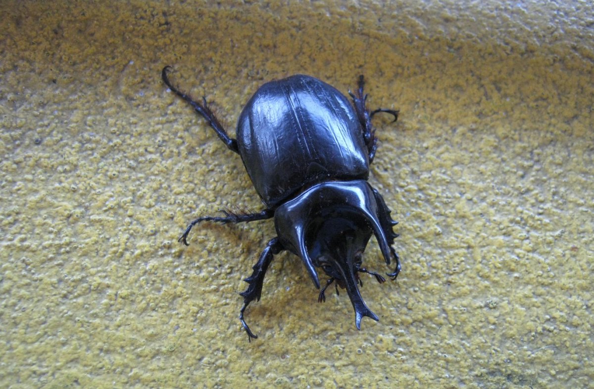 Смешной Жук