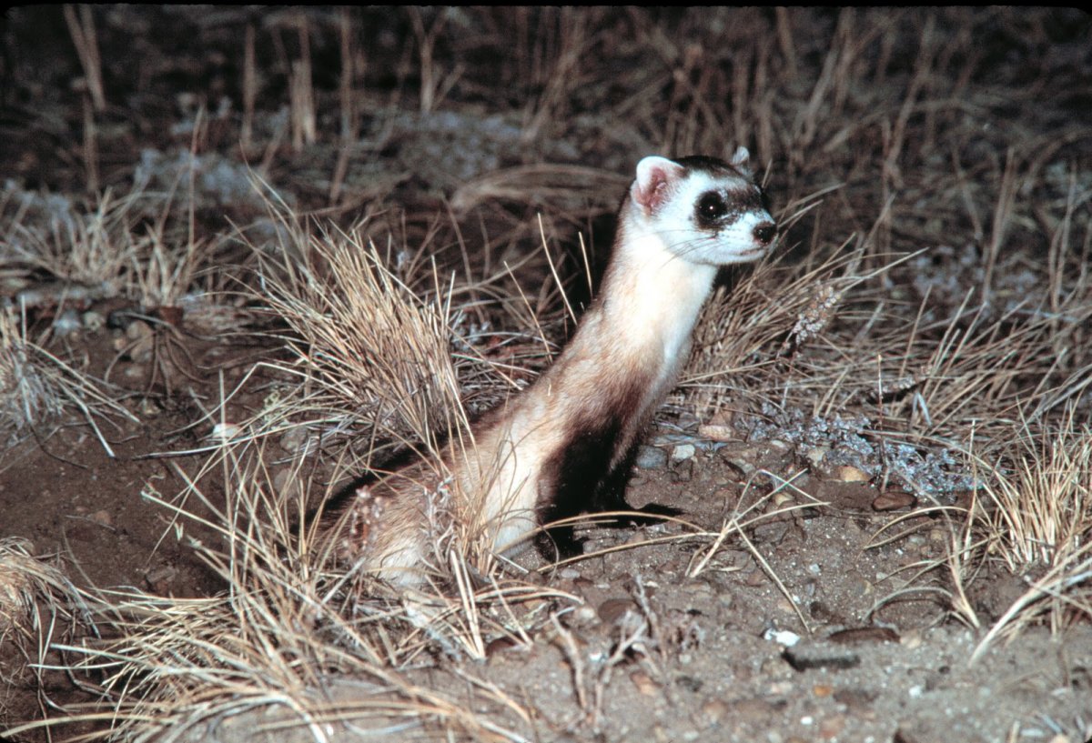 Нора хорька