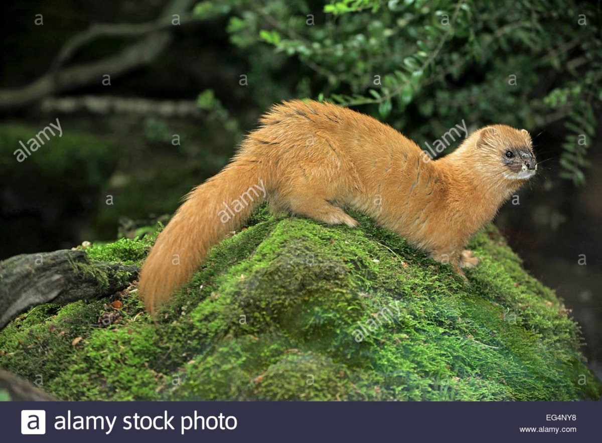 Рыжее животное похожее на хорька