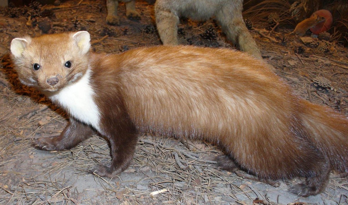 Рыжий Соболь