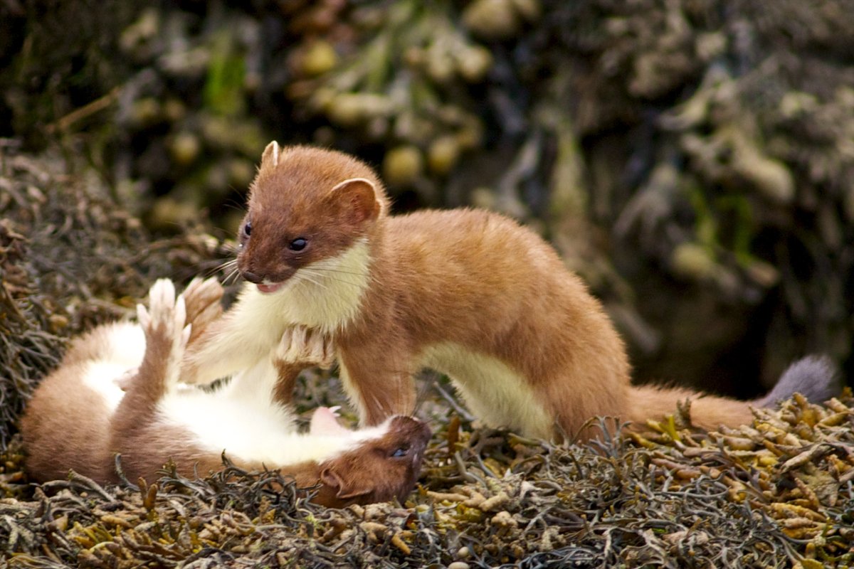 Естественная среда обитания животных