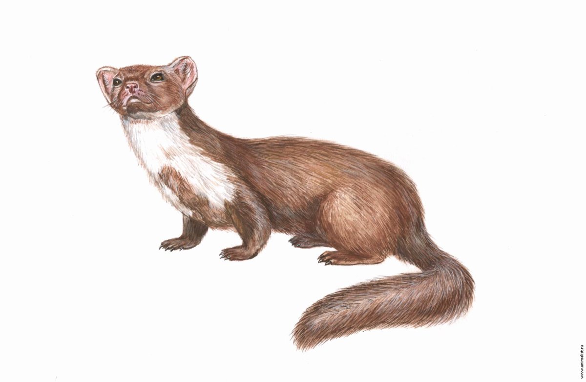 Ласка на белом фоне