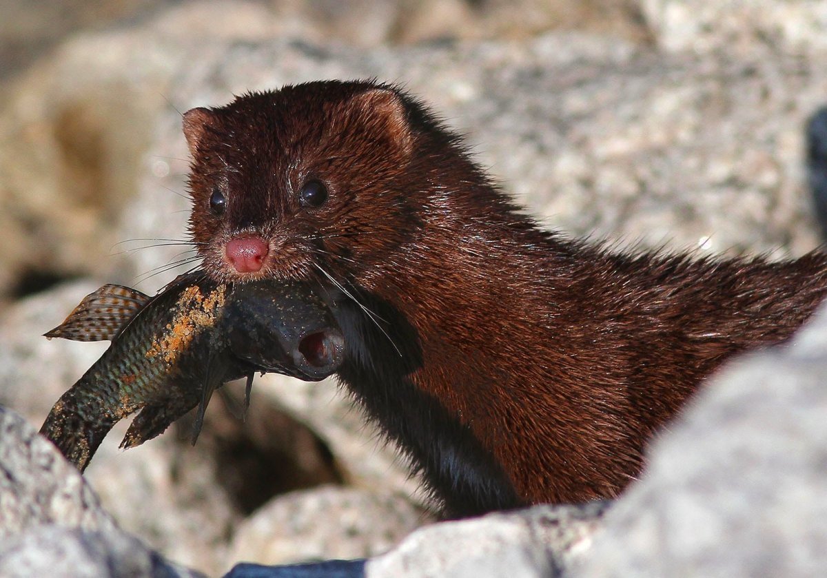 Американская норка (Mustela Vison)