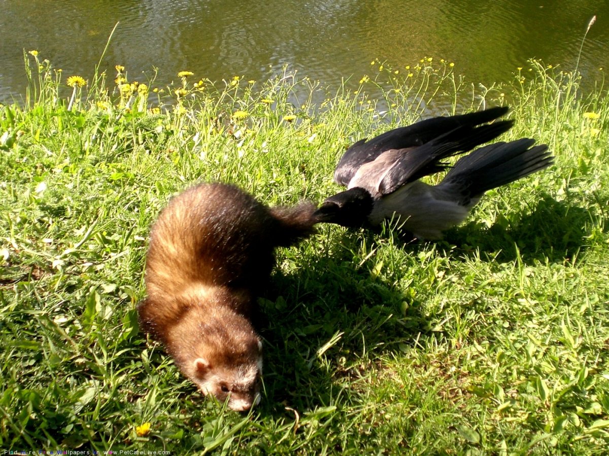 Хорек с добычей