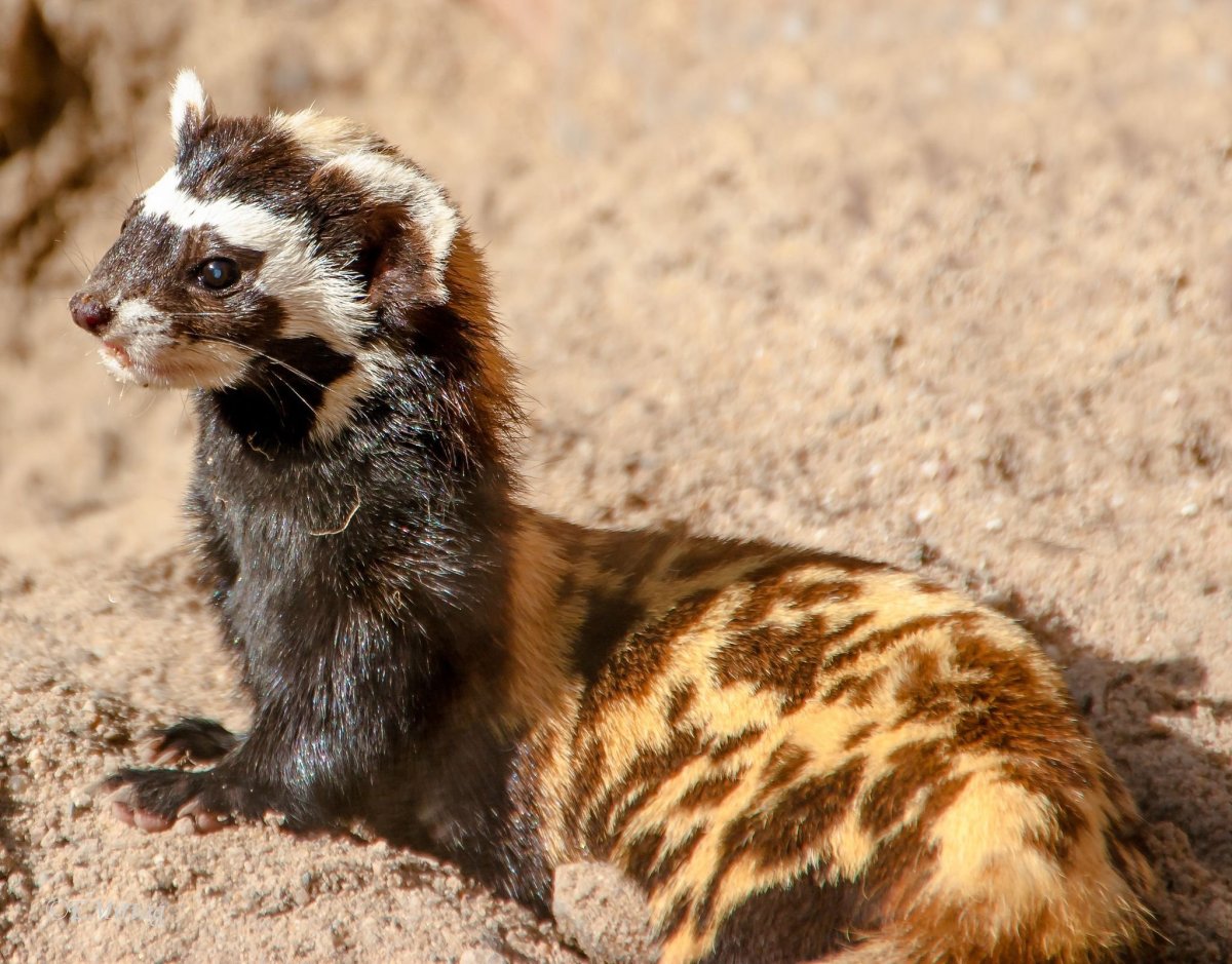 Перевязка (Vormela peregusna)